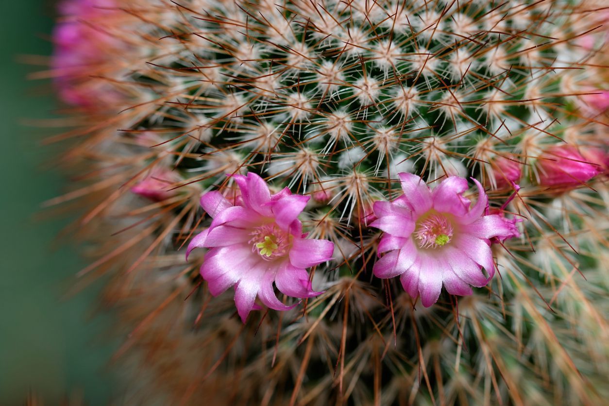 BAJA CACTUS BLOSSOM (BBW TYPE)